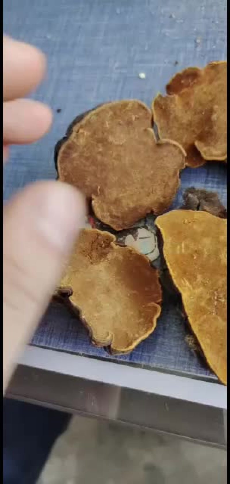 桑黄大量批发走量，有货，
