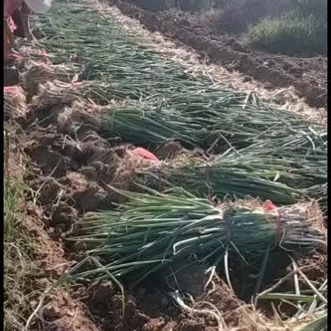 鸡泽县宏森农场大葱，