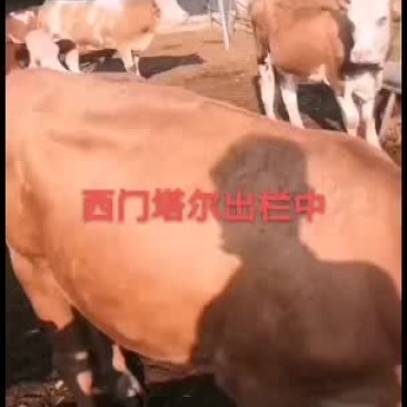 西门塔尔牛价格西门塔尔牛高效养牛养牛场西门塔尔牛效益分析