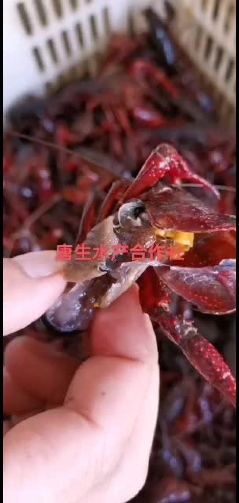 湖北洪湖带卵种虾大量出售！！！！！！！！！