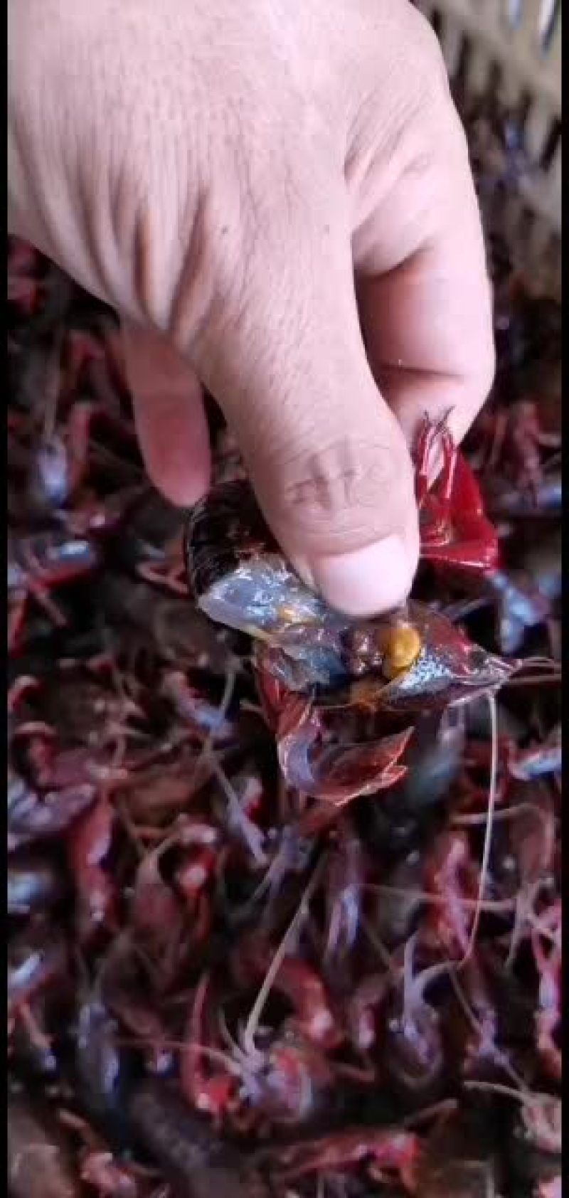 湖北洪湖带卵种虾大量出售！！！！！！！！！