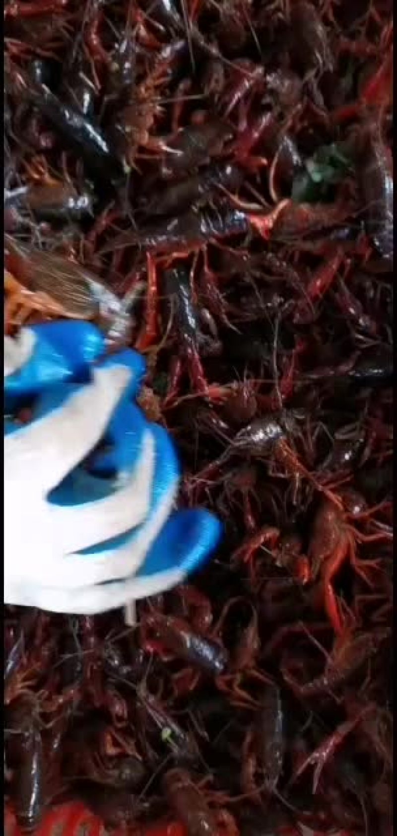 湖北洪湖带卵种虾大量出售！！！！！！！！！