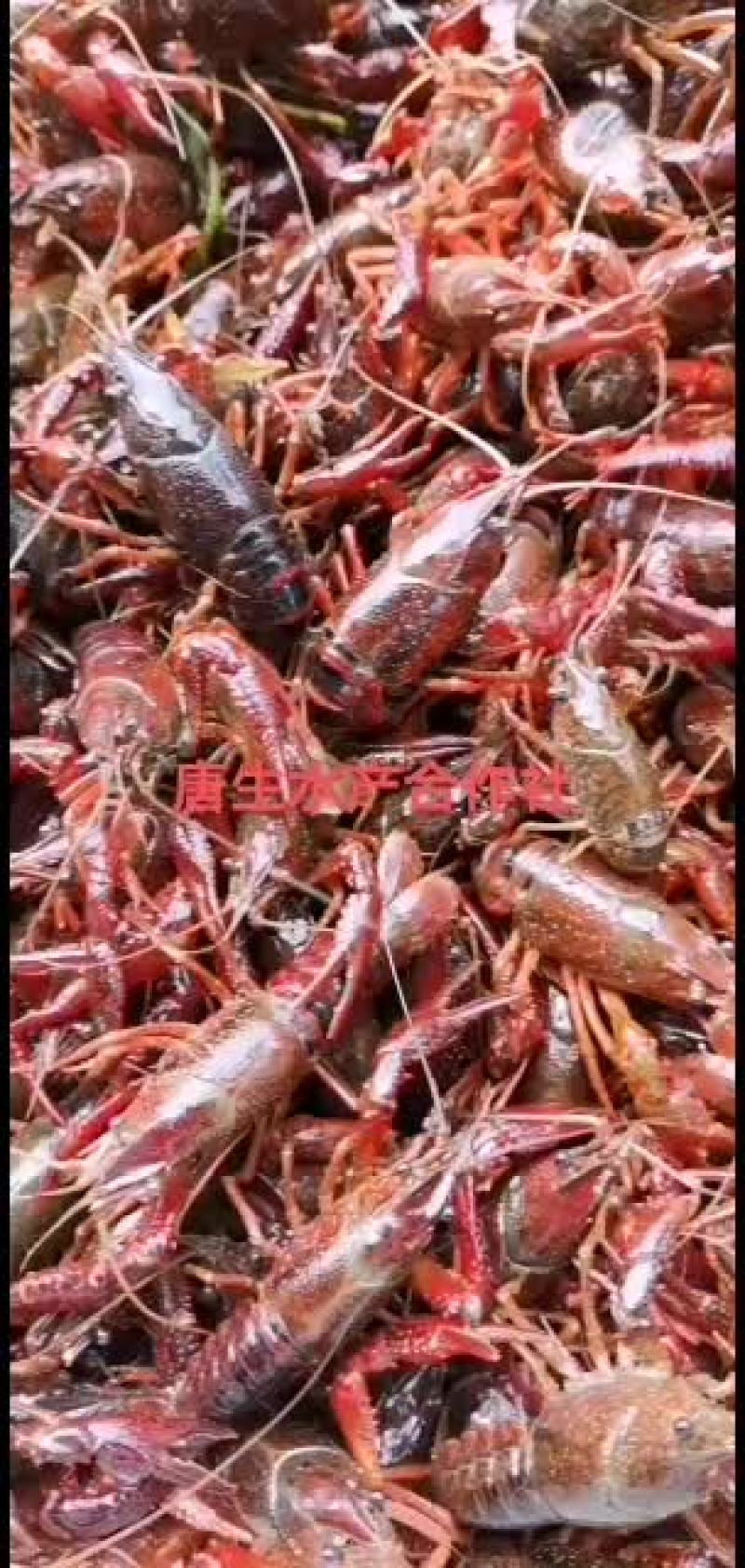 湖北洪湖带卵种虾大量出售！！！！！！！！！