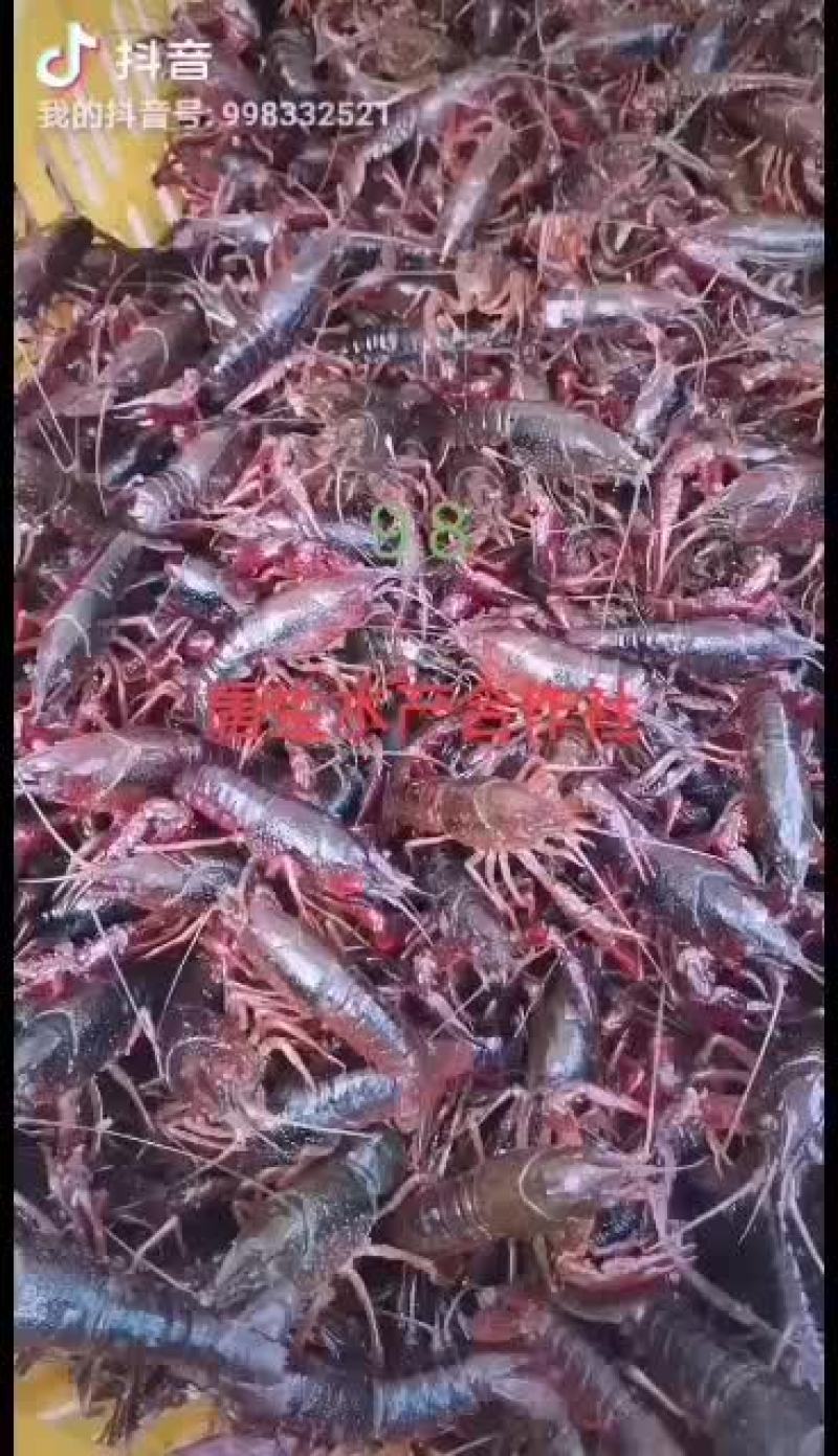 湖北洪湖带卵种虾大量出售！！！！！！！！！