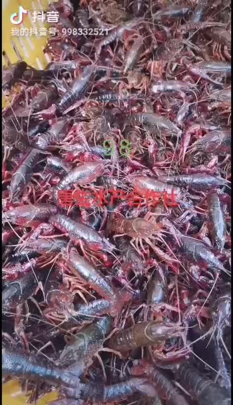 湖北洪湖带卵种虾大量出售！！！！！！！！！