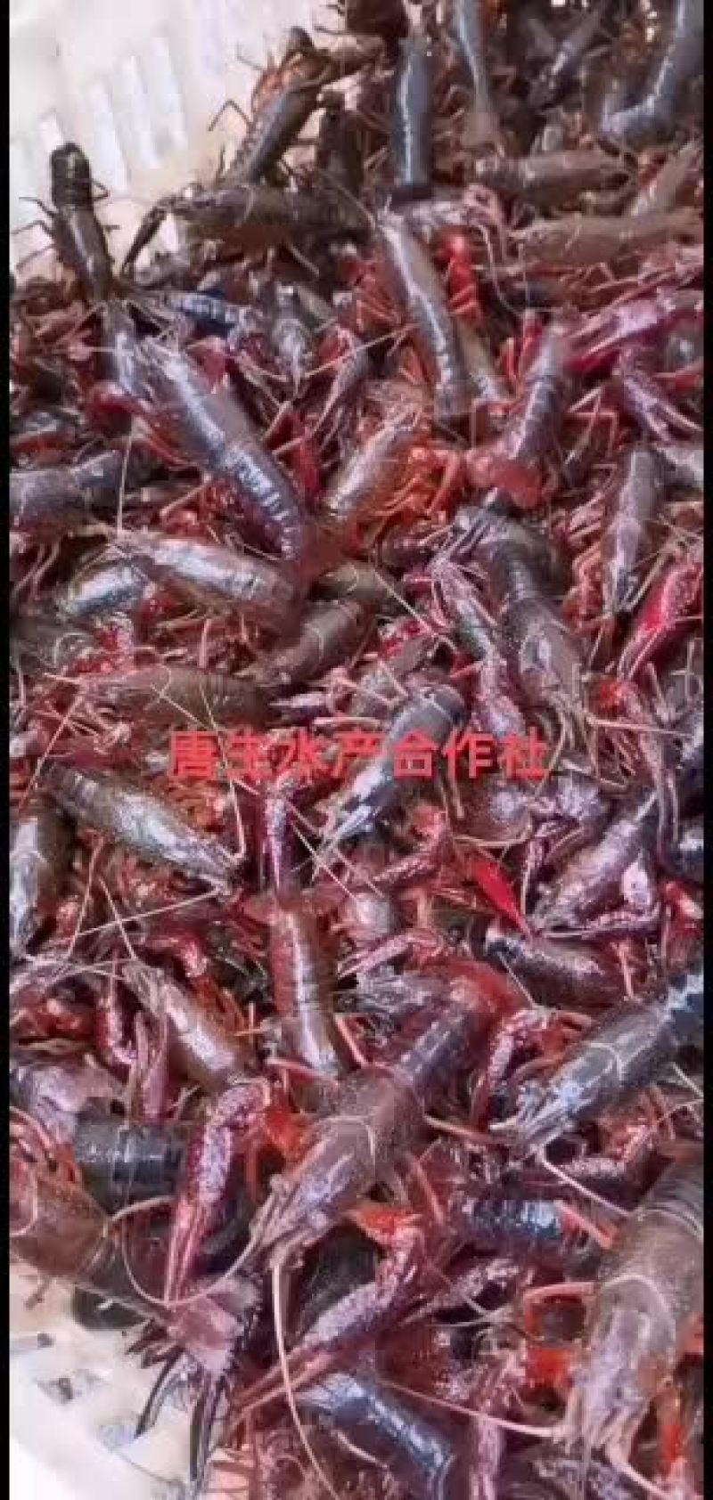 湖北洪湖带卵种虾大量出售！！！！！！！！！