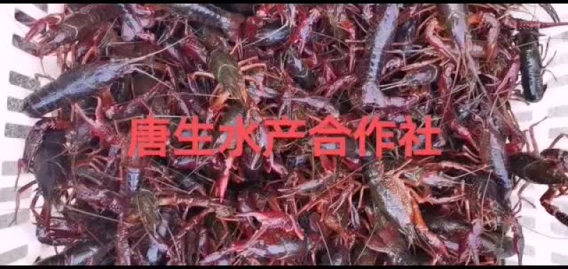 湖北洪湖带卵种虾大量出售！！！！！！！！！