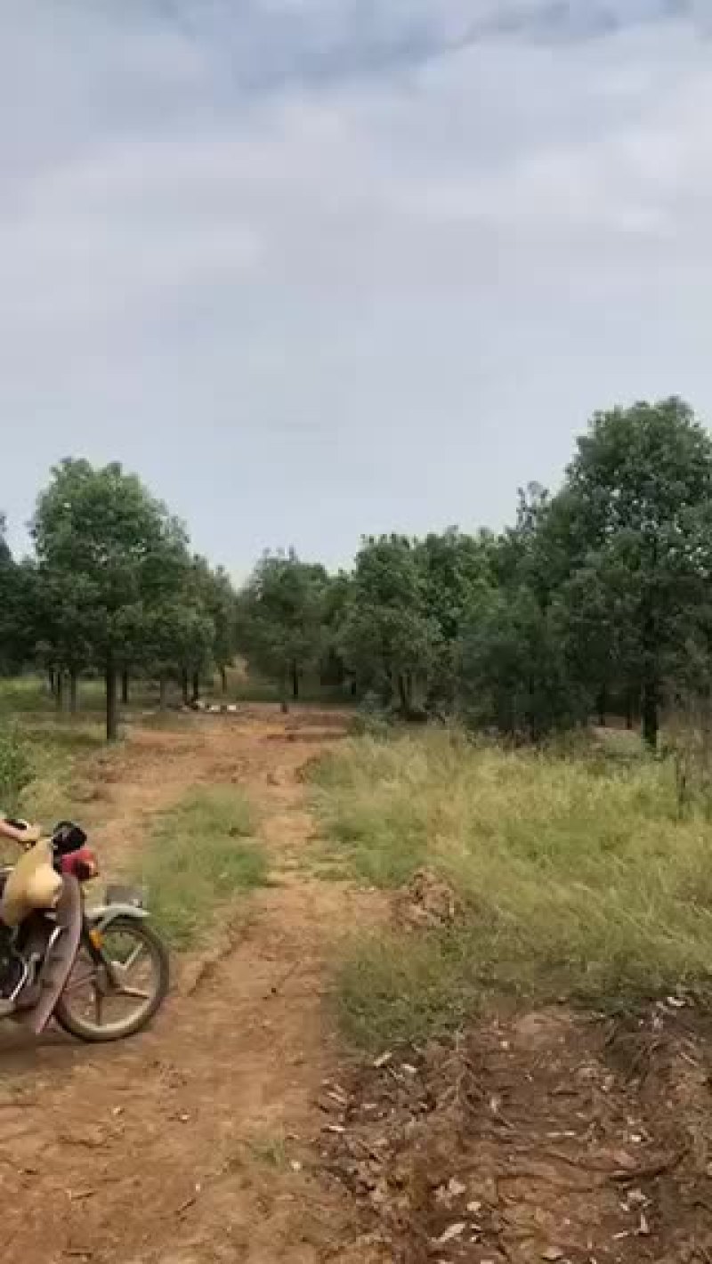 15-22公分截杆香樟。有需要的老板可以联系。质量保证。