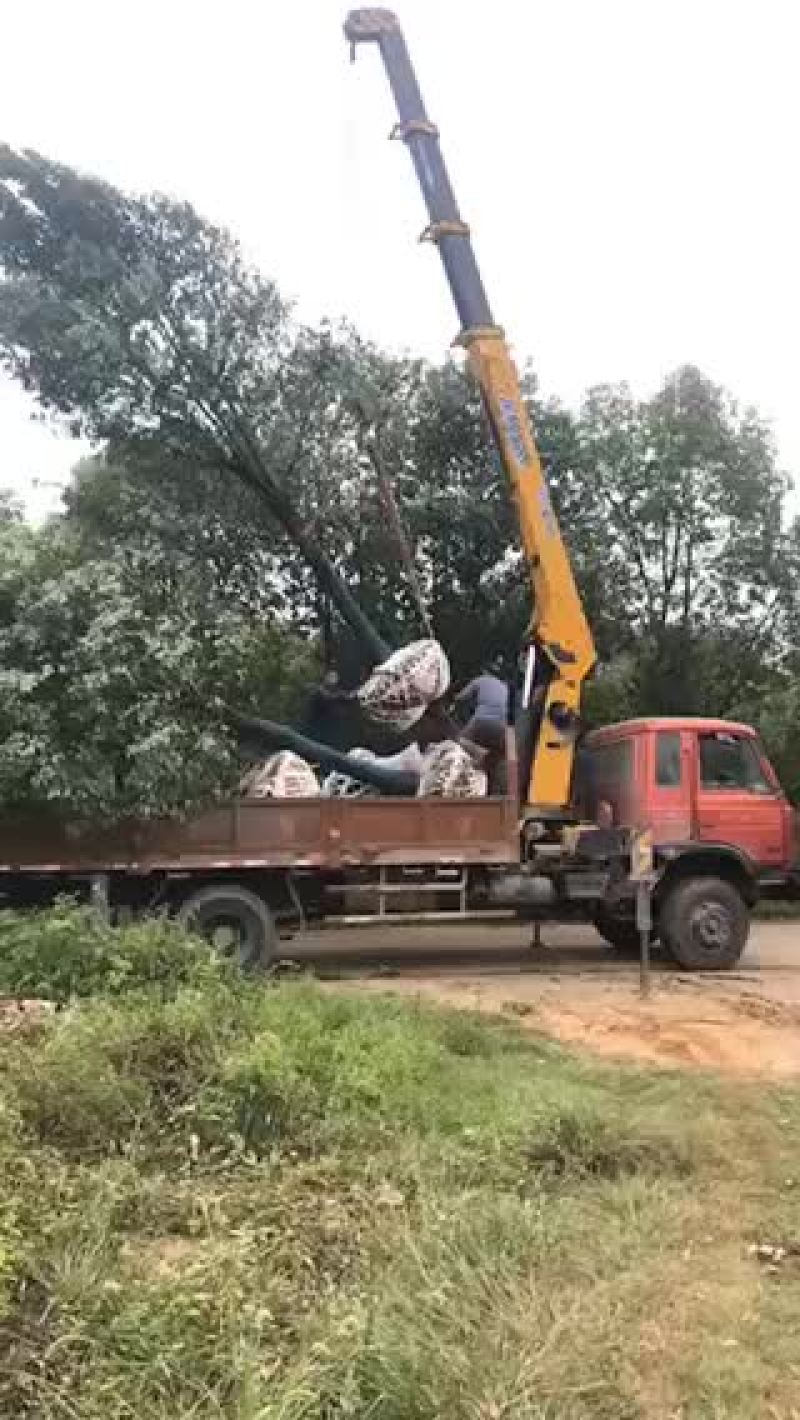 15-22公分截杆香樟。有需要的老板可以联系。质量保证。