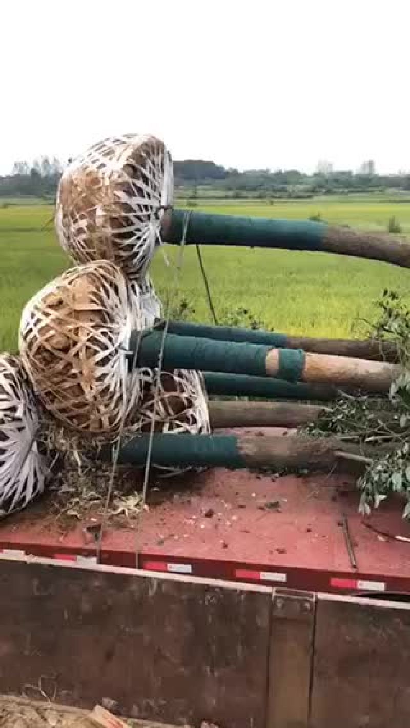 15-22公分截杆香樟。有需要的老板可以联系。质量保证。