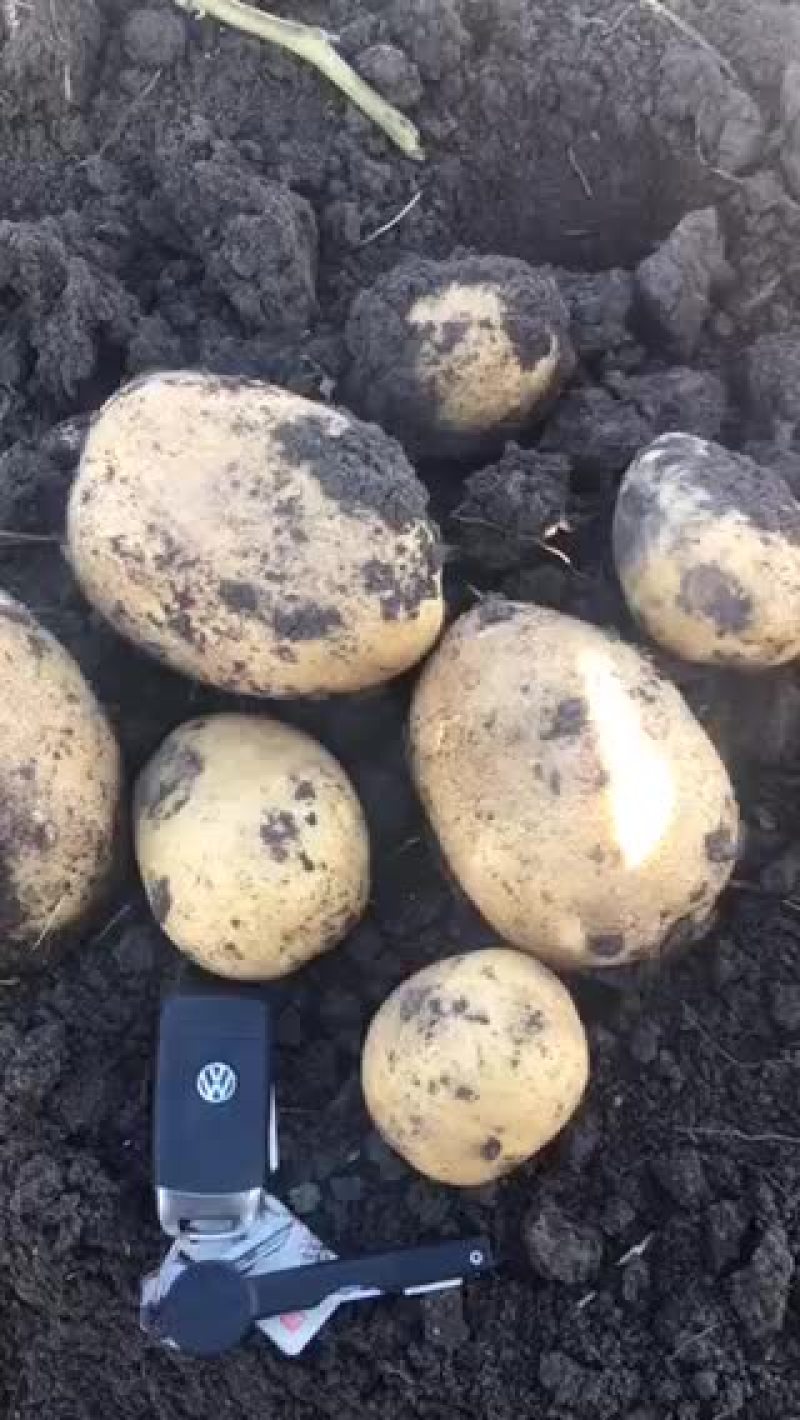 尤金885土豆产地货皮毛好