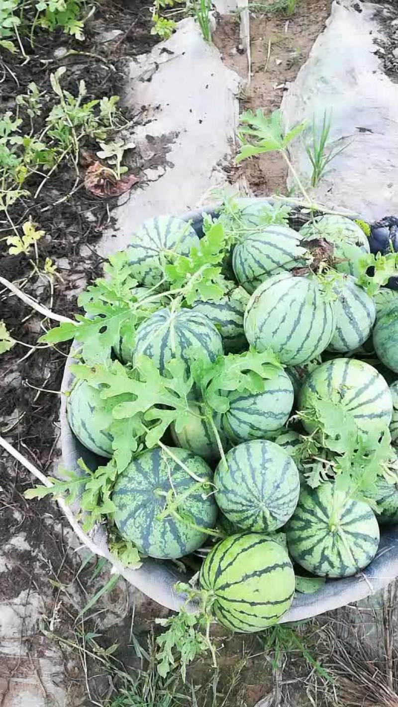 西瓜