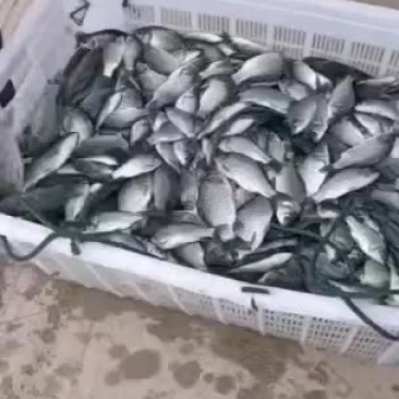 鲫鱼，一斤10尾左右，30--50尾的，需要的老板抓紧来