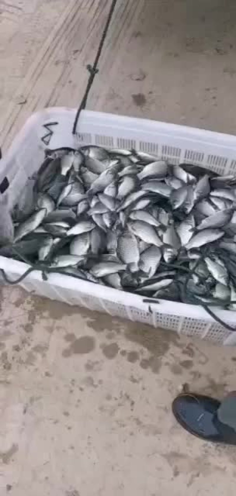 鲫鱼，一斤10尾左右，30--50尾的，需要的老板抓紧来