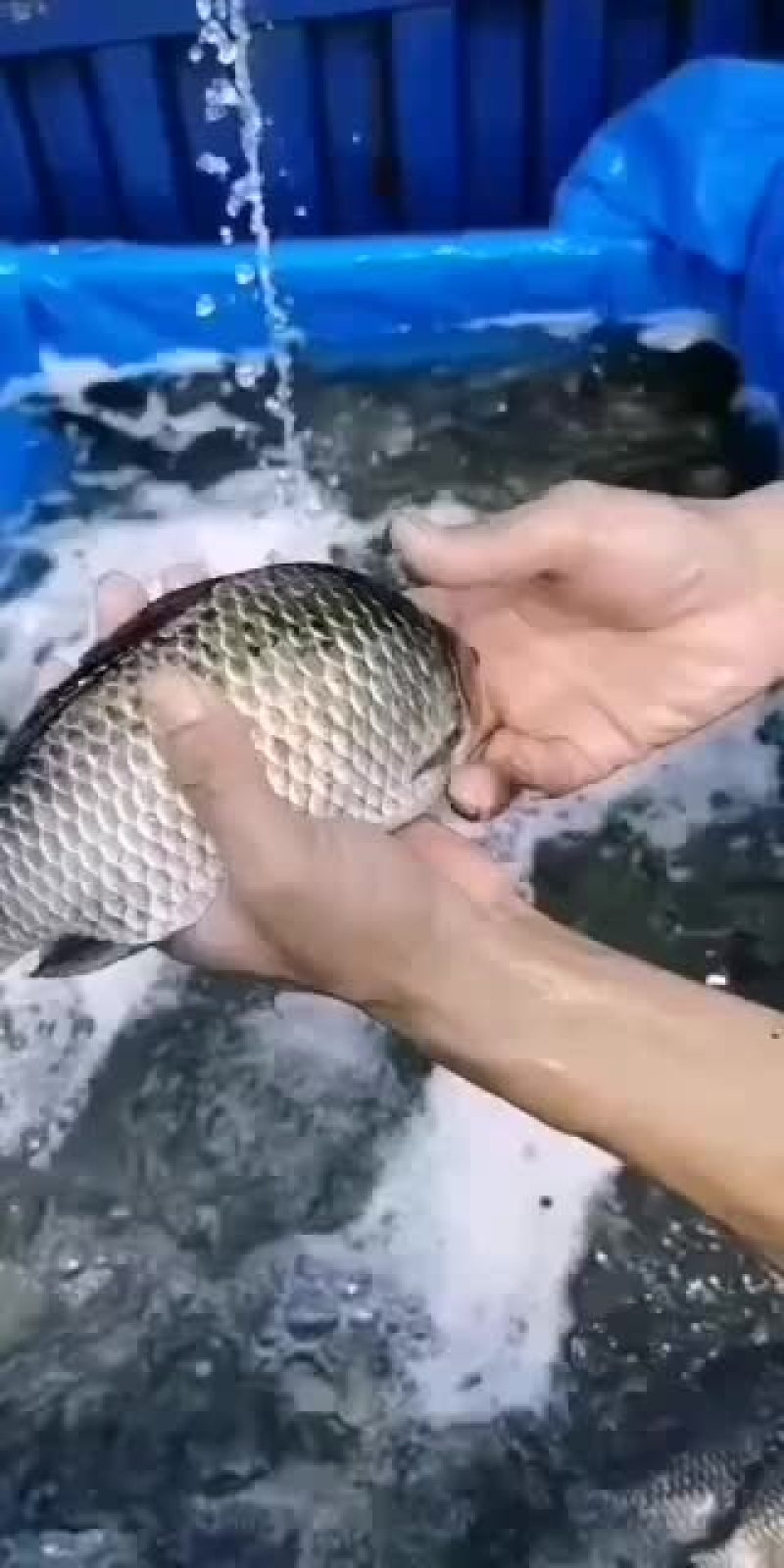 鲫鱼，一斤10尾左右，30--50尾的，需要的老板抓紧来