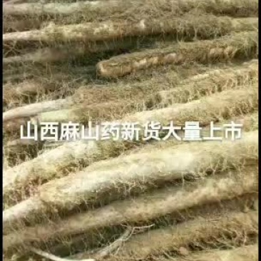 麻山药新品上市新货新货