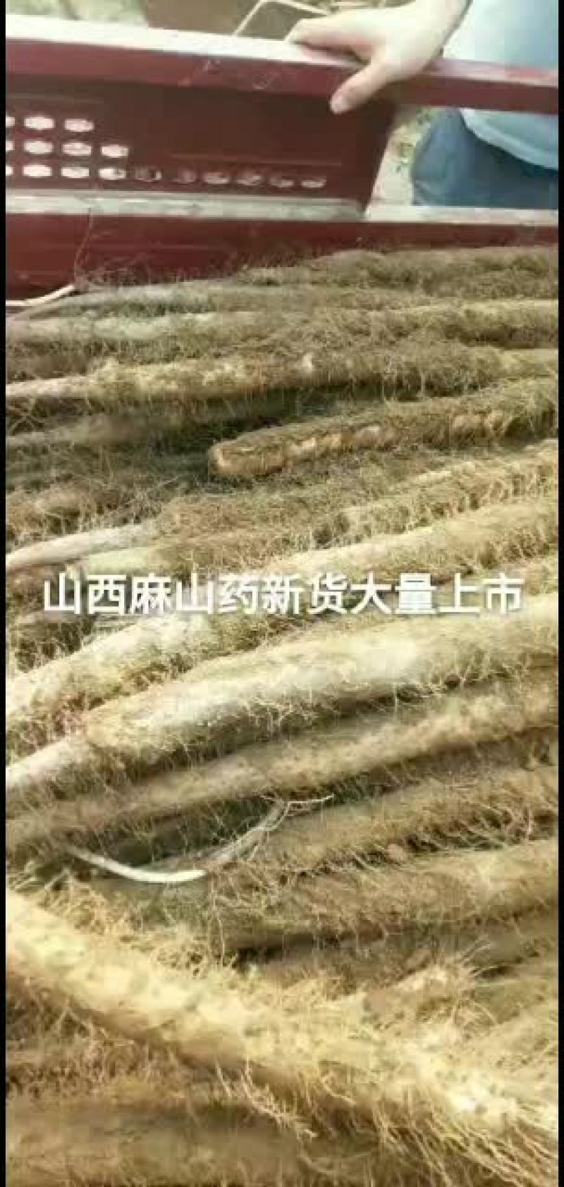麻山药新品上市新货新货