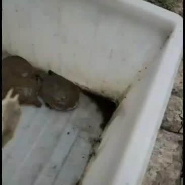 易峰生态甲鱼养殖专业合作社