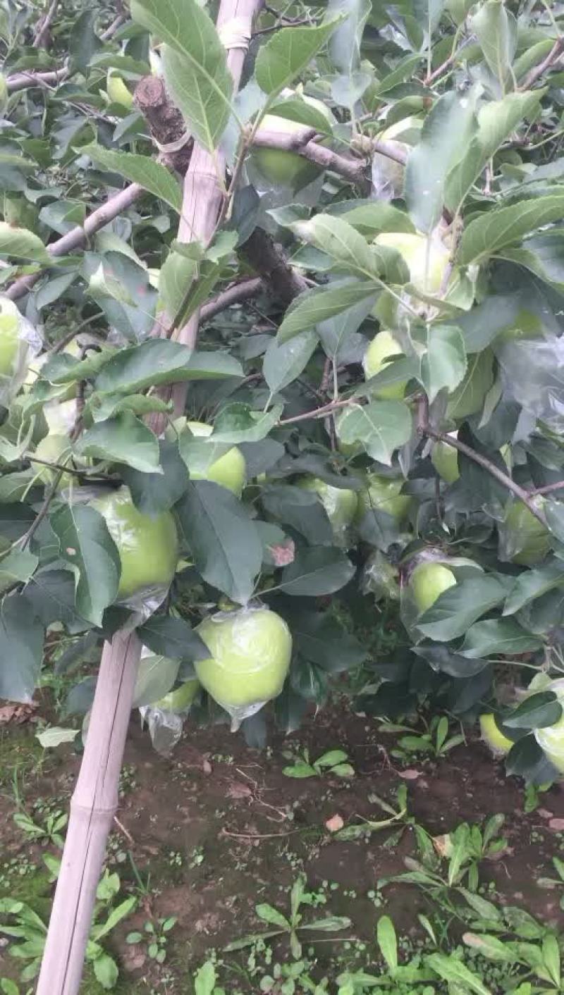 王林苹果大量供货中需要联系我