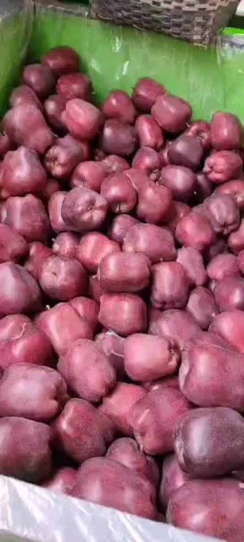 花牛大量有货合作社3000多亩价格美丽