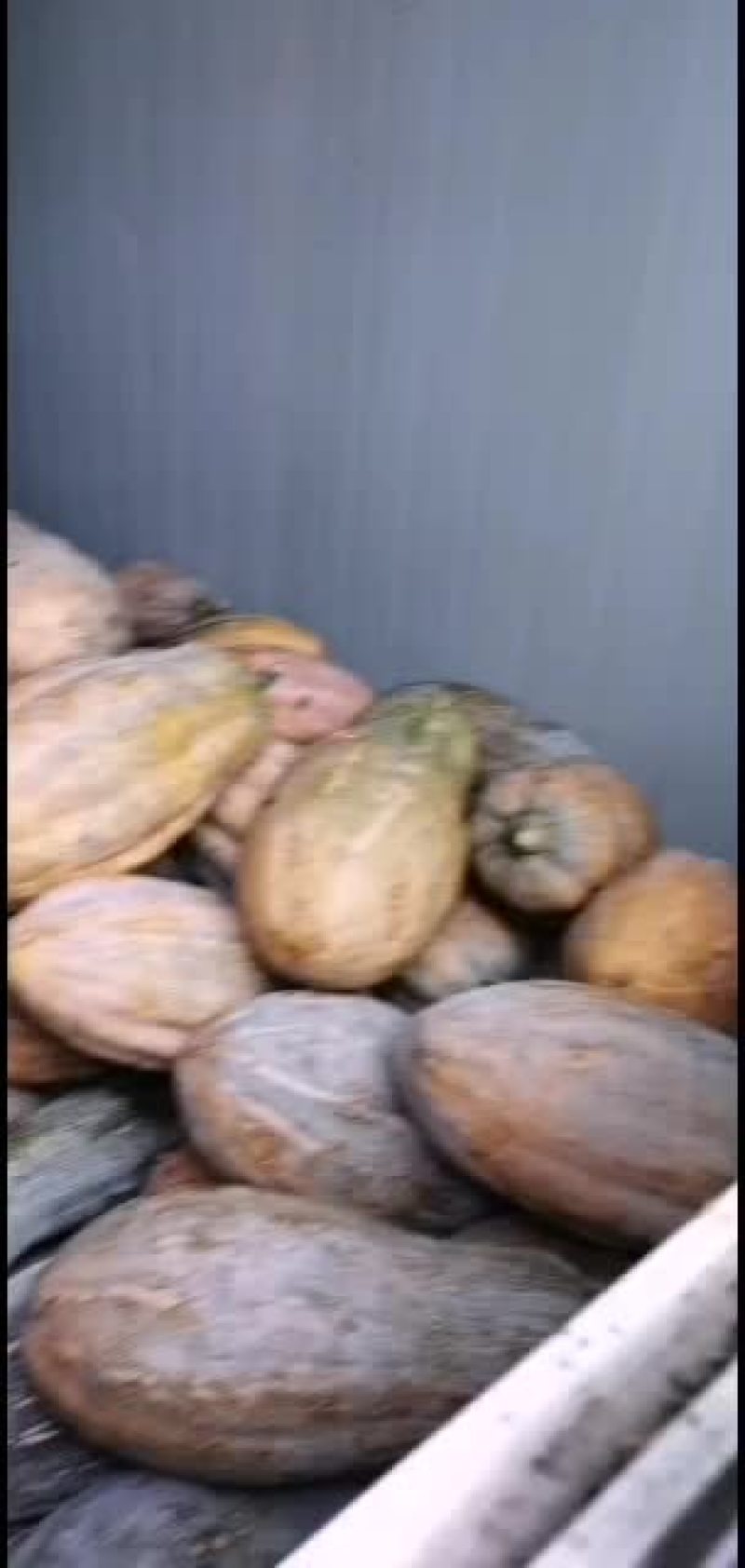 南瓜，露地密木南瓜