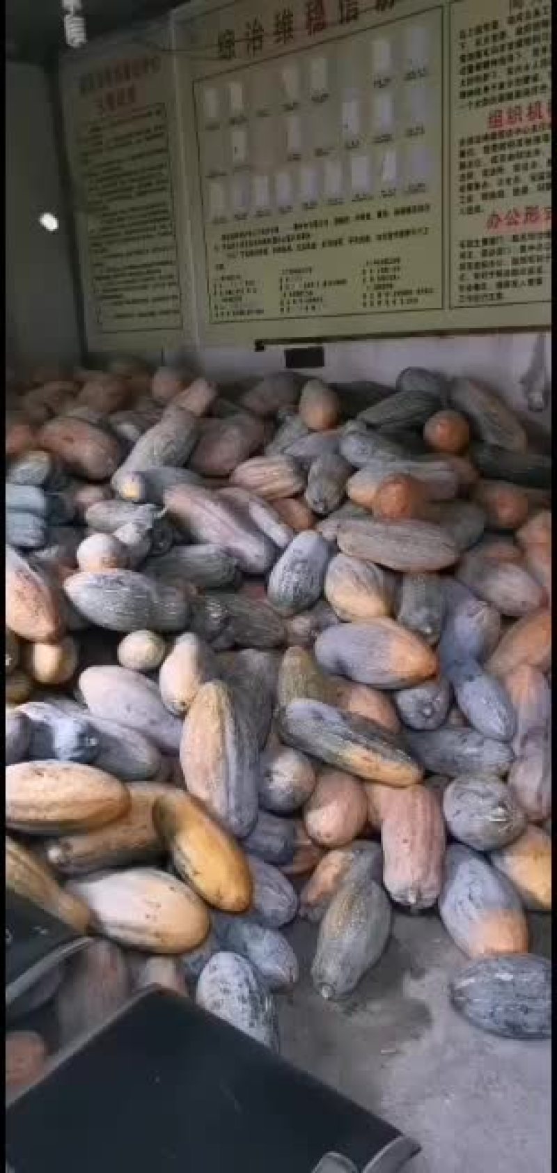 南瓜，露地密木南瓜