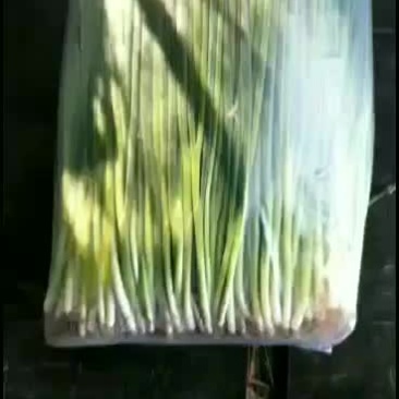 常年代收香葱！保质保量！供货及时