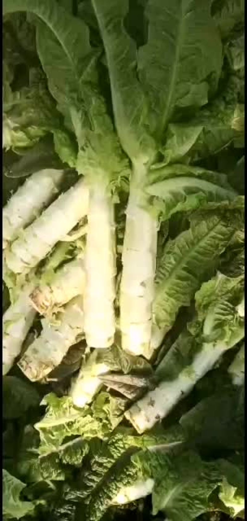 莴笋，产地直销，保证质量，量大从优，合作共赢