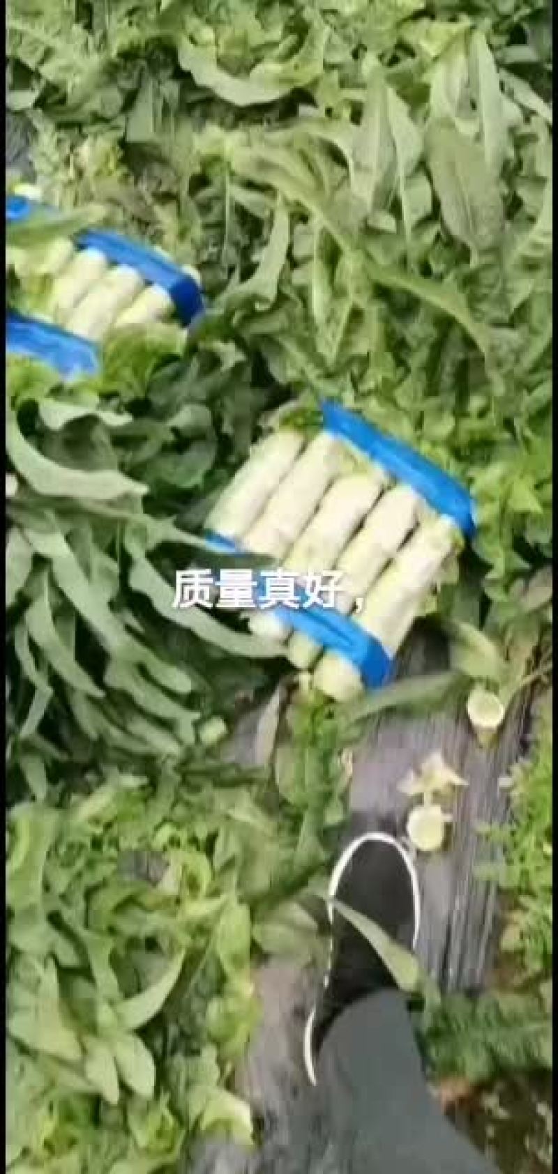 莴笋，产地直销，保证质量，量大从优，合作共赢