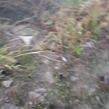 出售自家养殖河蟹批发