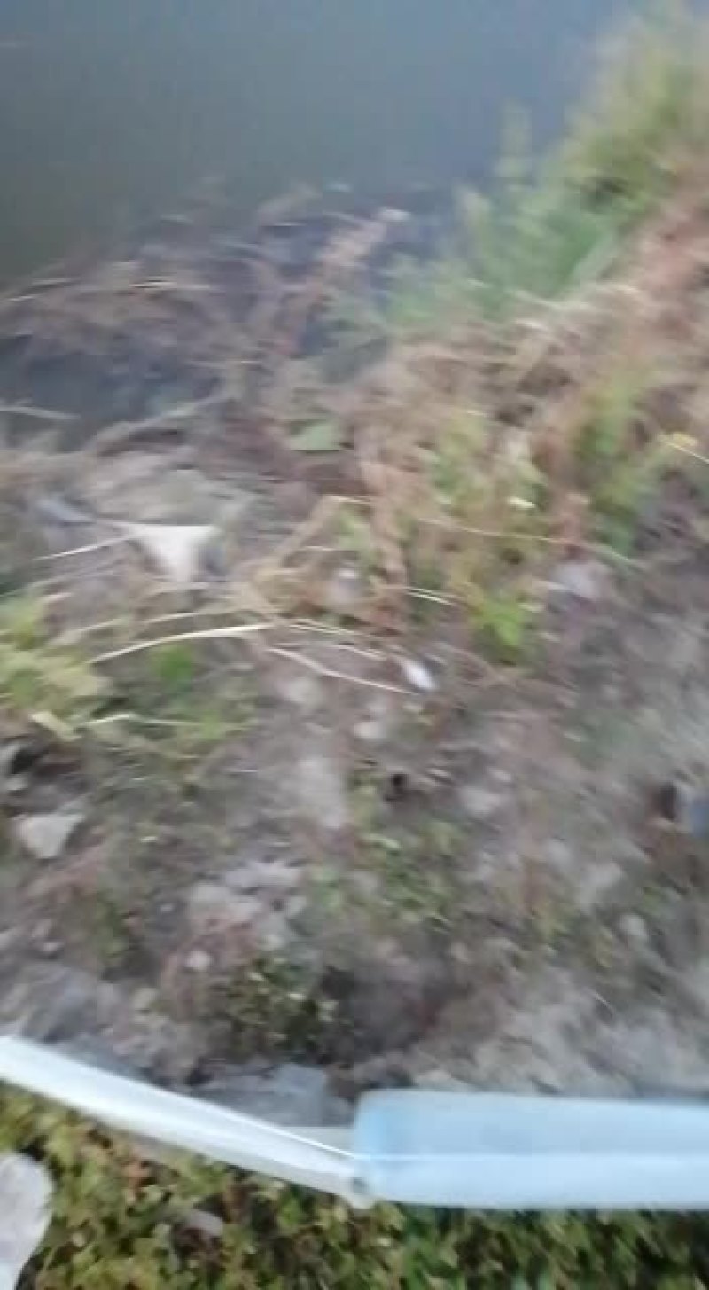 出售自家养殖河蟹批发