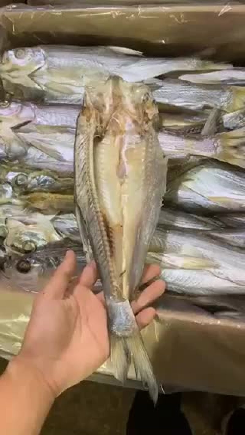 开背鱼，开片鱼，刁子鱼干度9.5成质量好颜色白干净