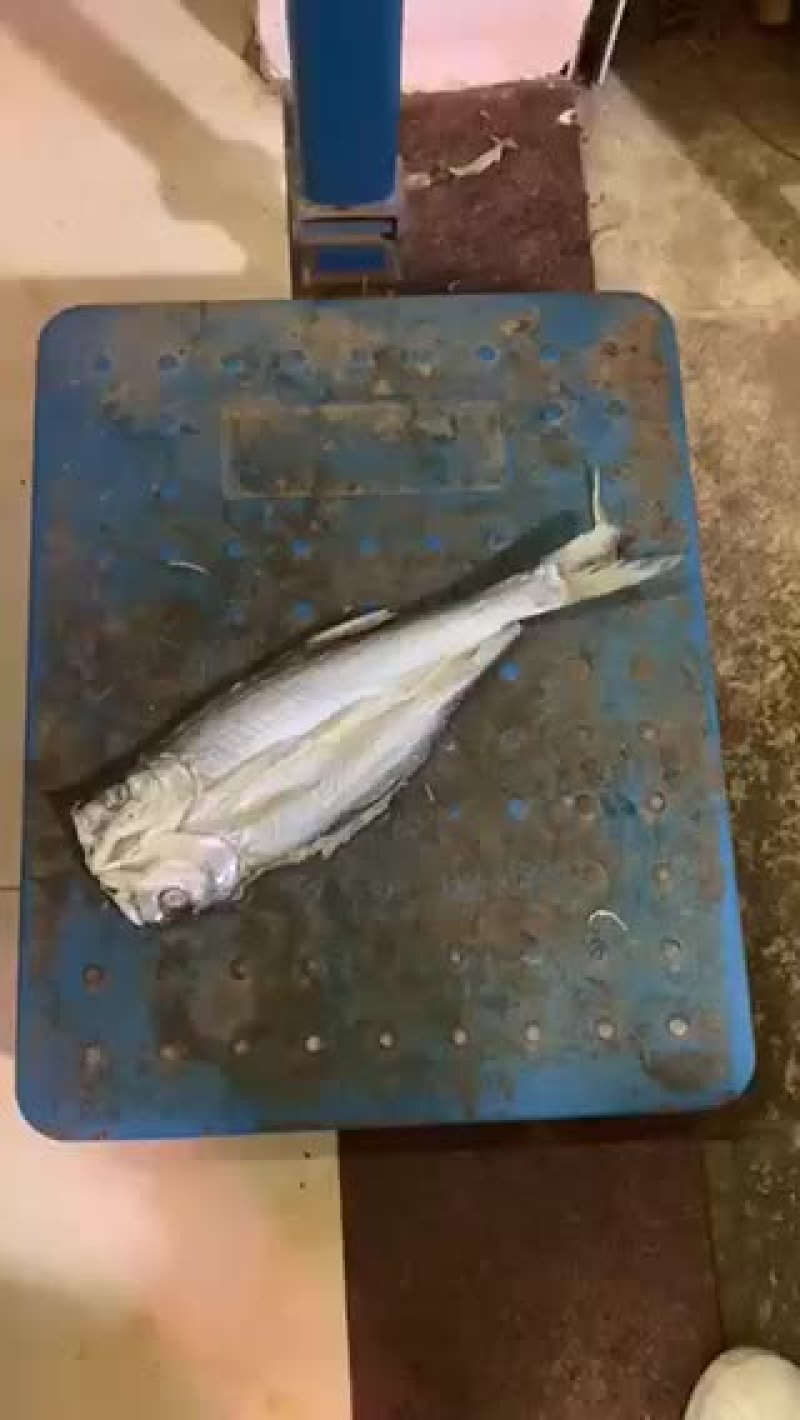 开背鱼，开片鱼，刁子鱼干度9.5成质量好颜色白干净