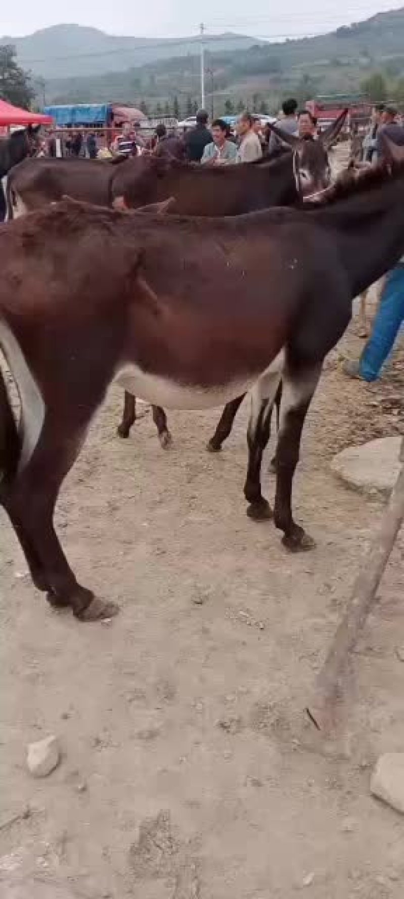 有想要的联系价格美丽