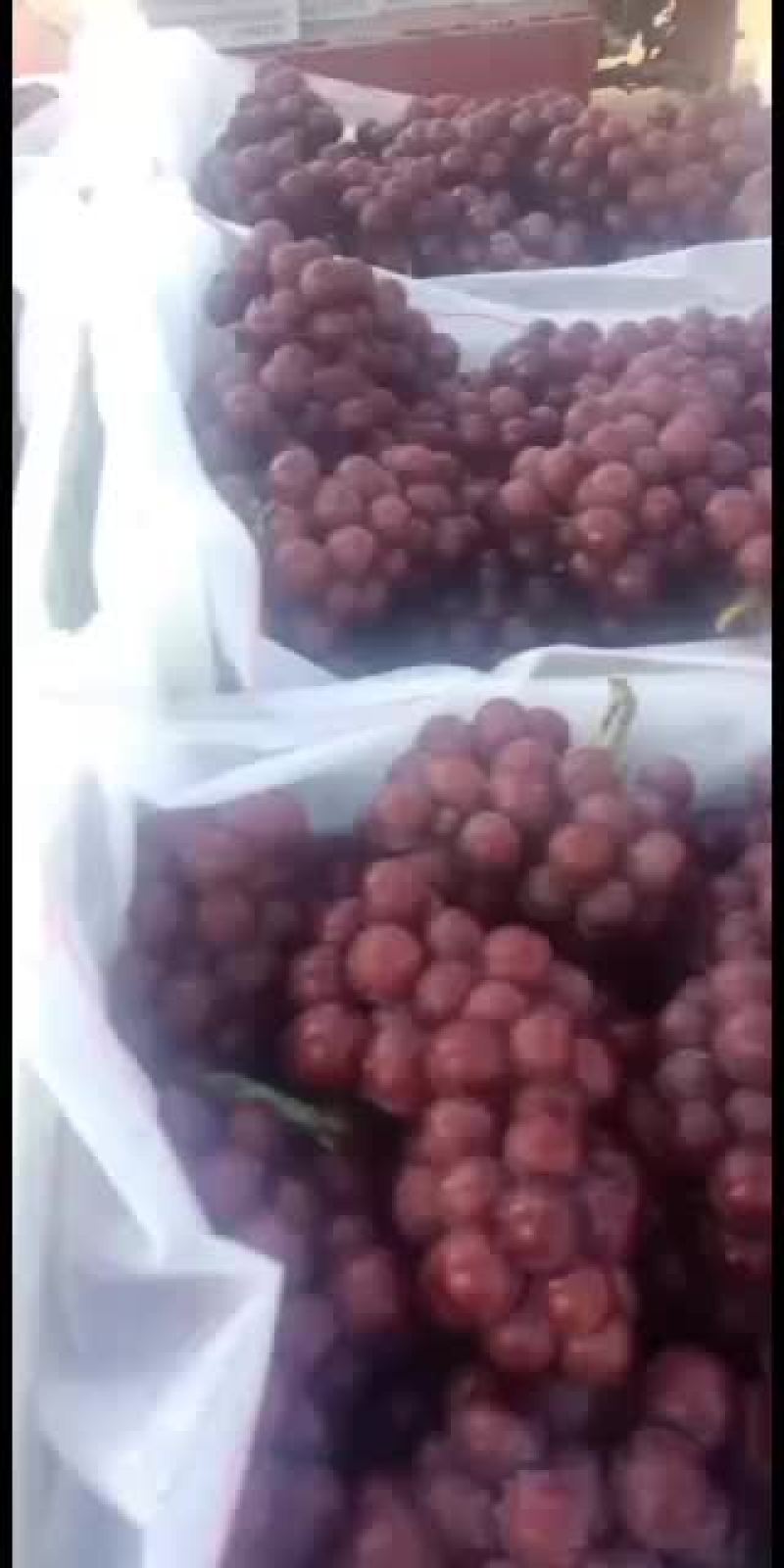 巨峰葡萄，正宗的沂蒙山地区巨峰葡萄