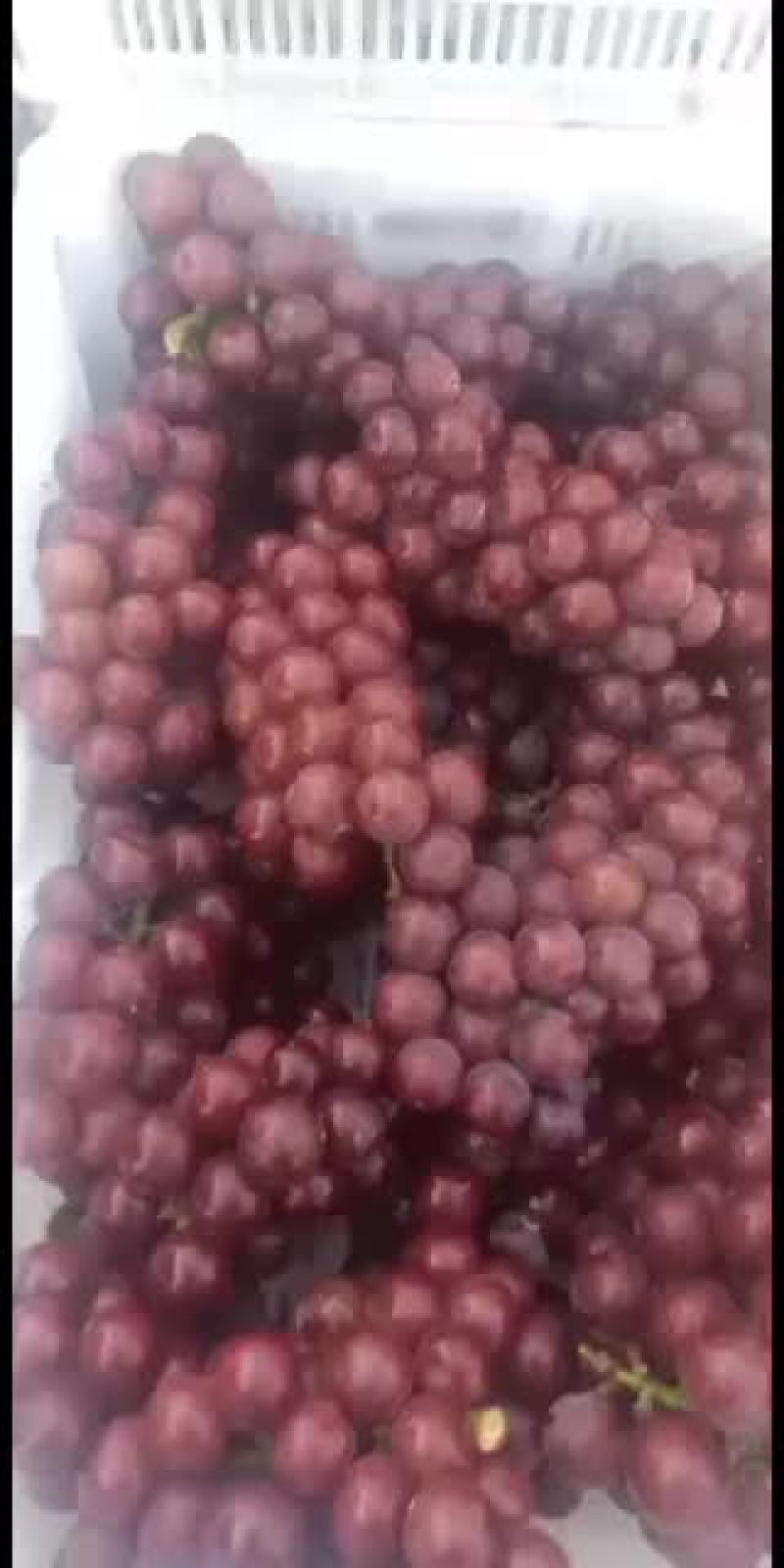 巨峰葡萄，正宗的沂蒙山地区巨峰葡萄