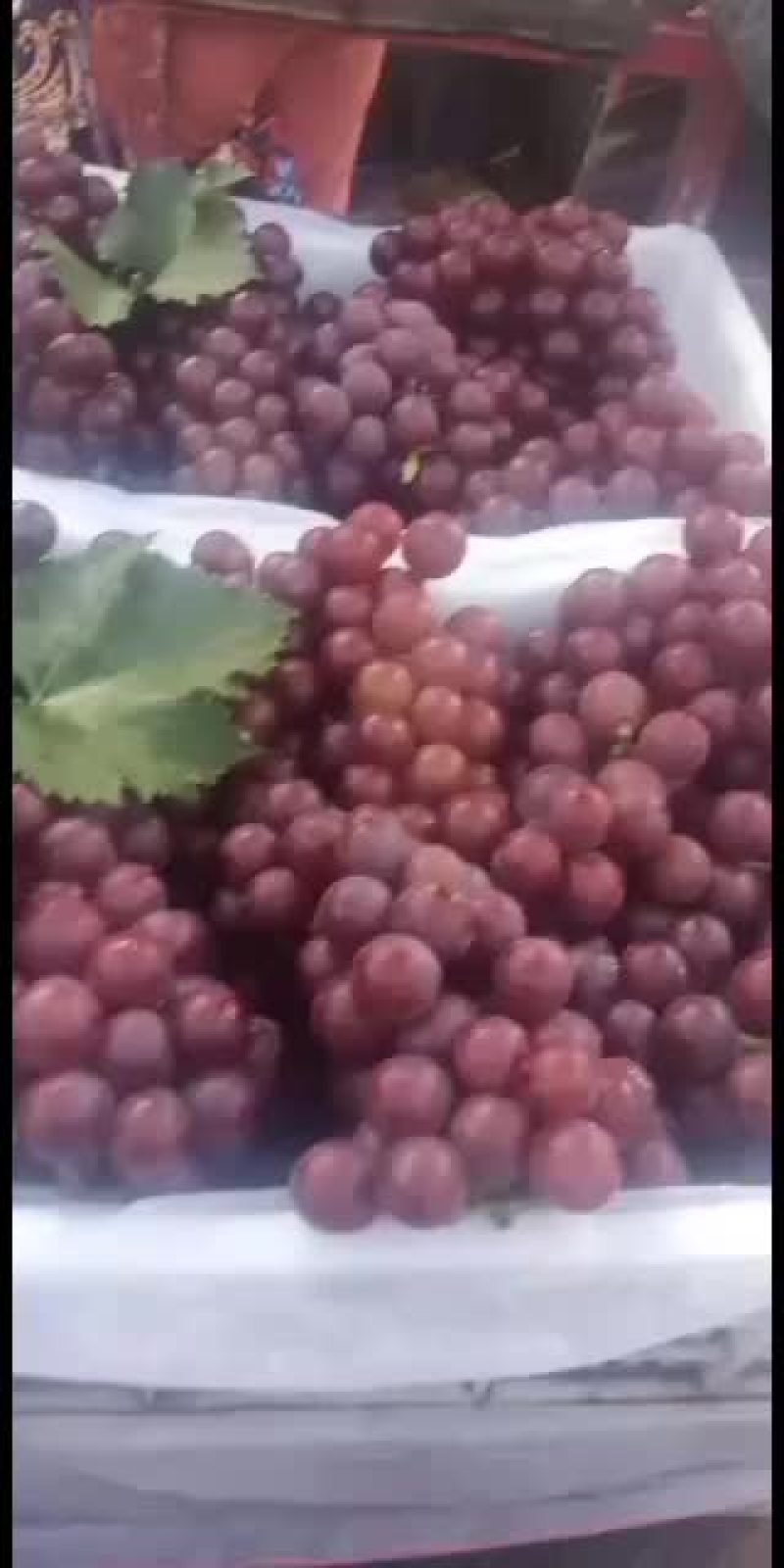 巨峰葡萄，正宗的沂蒙山地区巨峰葡萄