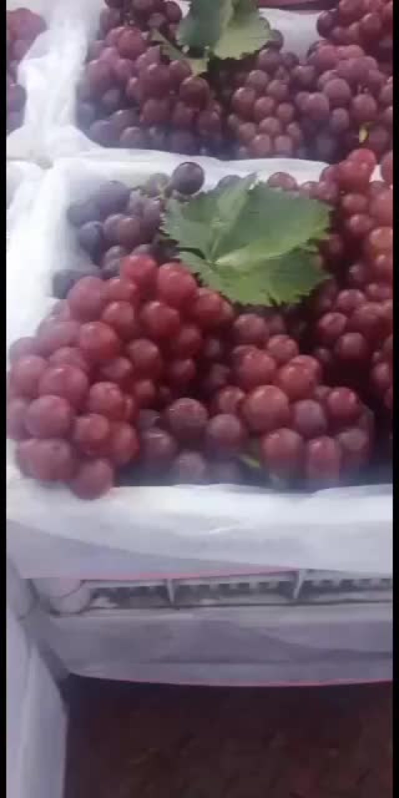巨峰葡萄，正宗的沂蒙山地区巨峰葡萄
