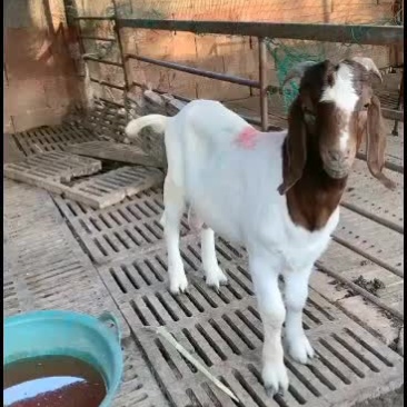波尔山羊出售中要的联系我