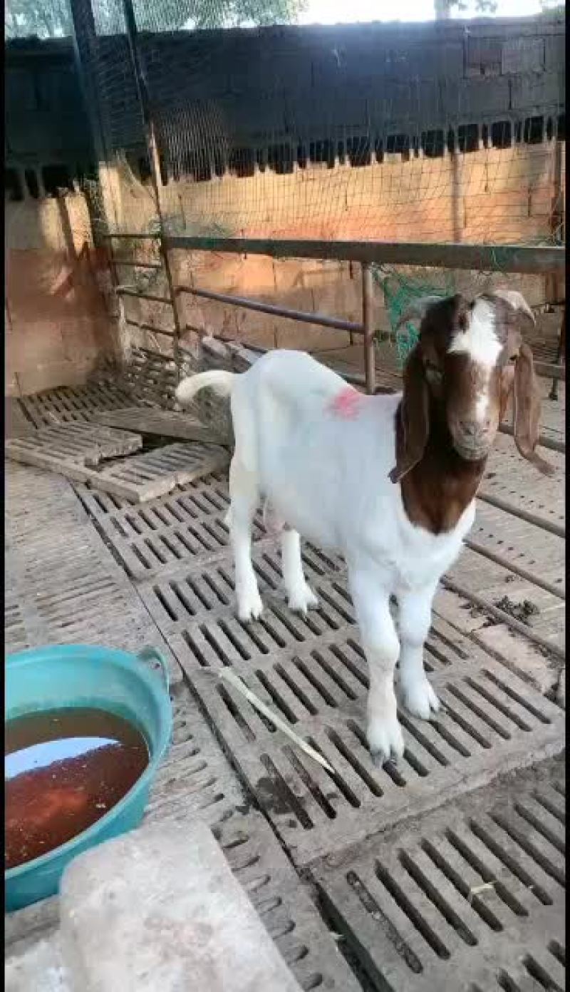波尔山羊出售中要的联系我