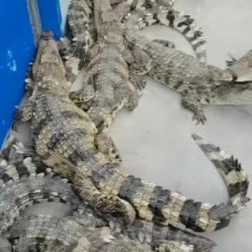 精品鳄鱼，鳄鱼苗，中型鳄鱼成年鳄鱼