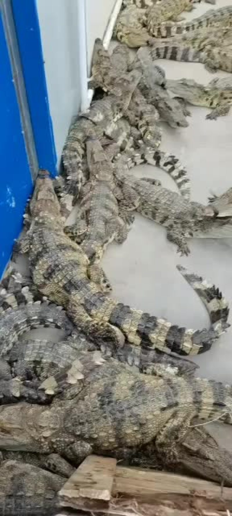 精品鳄鱼，鳄鱼苗，中型鳄鱼成年鳄鱼
