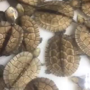 南石苗头苗各种龟苗批发