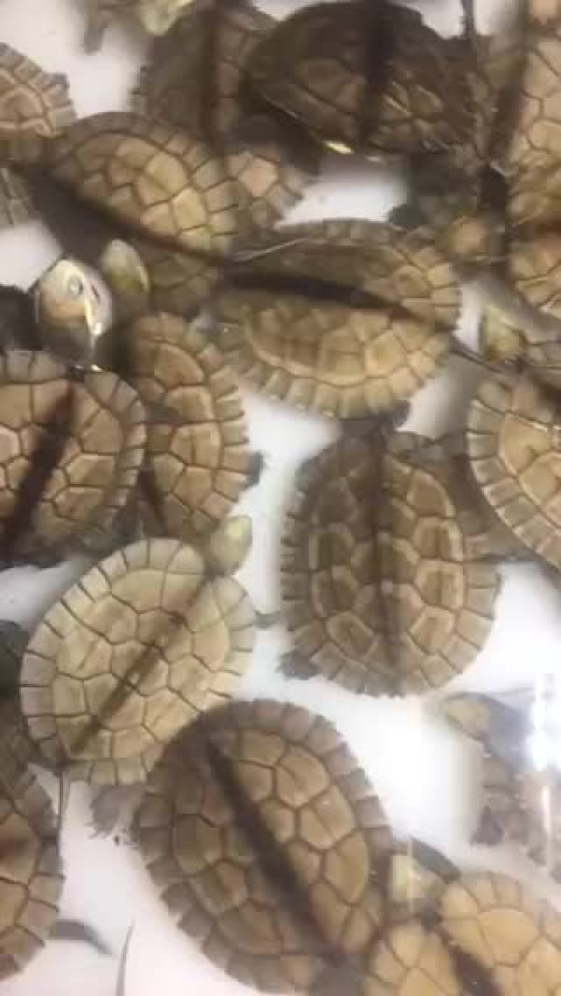 南石苗头苗各种龟苗批发
