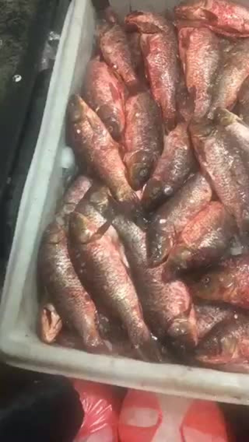 鲤鱼冻鲤鱼出售量大新鲜