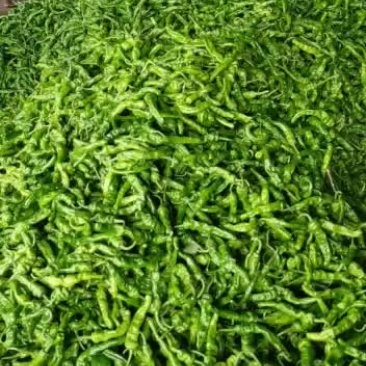 小皱皮，红线椒，青线椒已上市