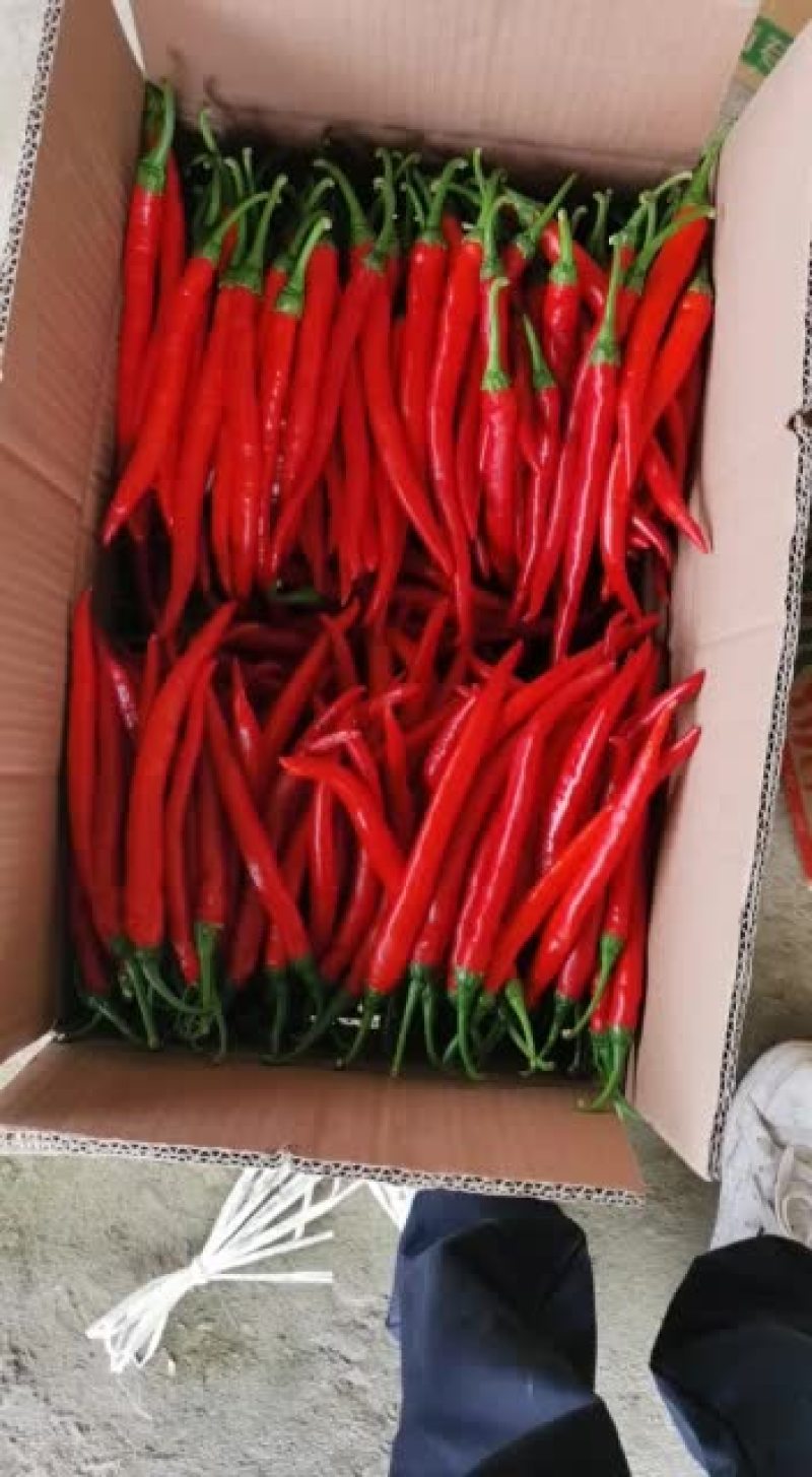 小皱皮，红线椒，青线椒已上市
