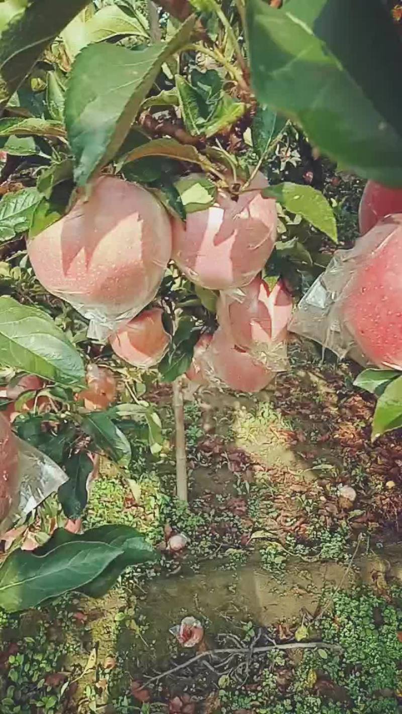 中秋王大量有货个大色红价格美丽