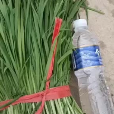 叶菜类韭菜，香菜大量上市