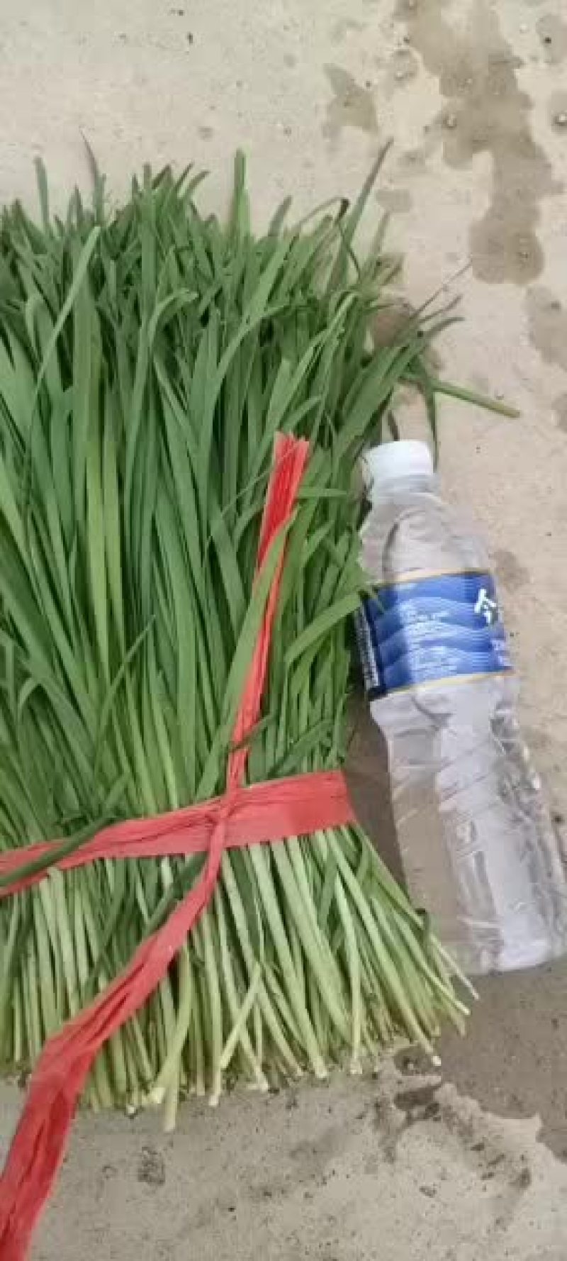 叶菜类韭菜，香菜大量上市